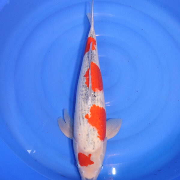 Carpe koi Goshiki – Goshiki 57cm (4752)