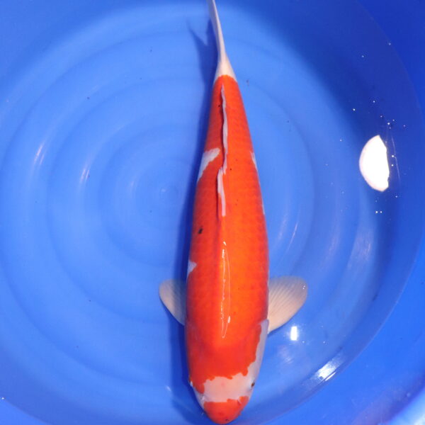 Carpe koi Kohaku – Kohaku 64cm (4753)
