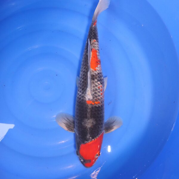 Carpe koi Goshiki – Kuro Goshiki 54cm (4756)