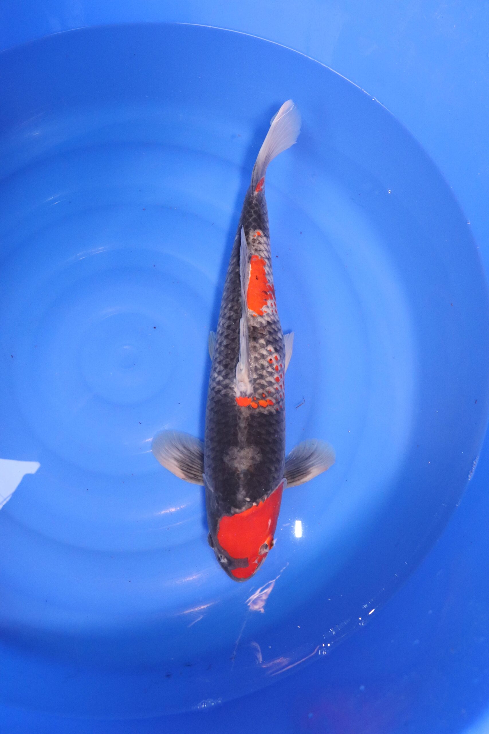 Carpe koi japonaise kuro goshiki (4756)