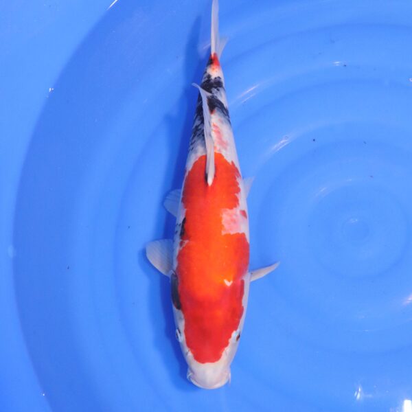 Carpe koi Showa – Hi Showa 44cm (4758)