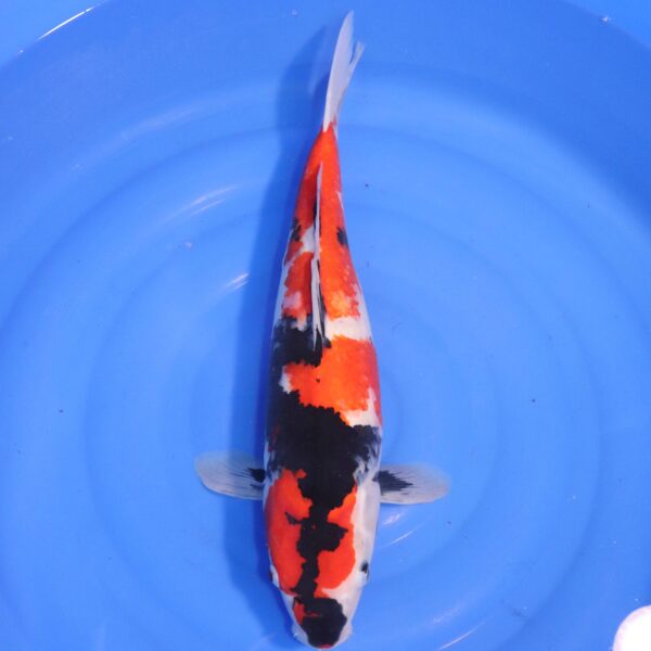 Carpe koi Showa – Showa 53cm (4762)