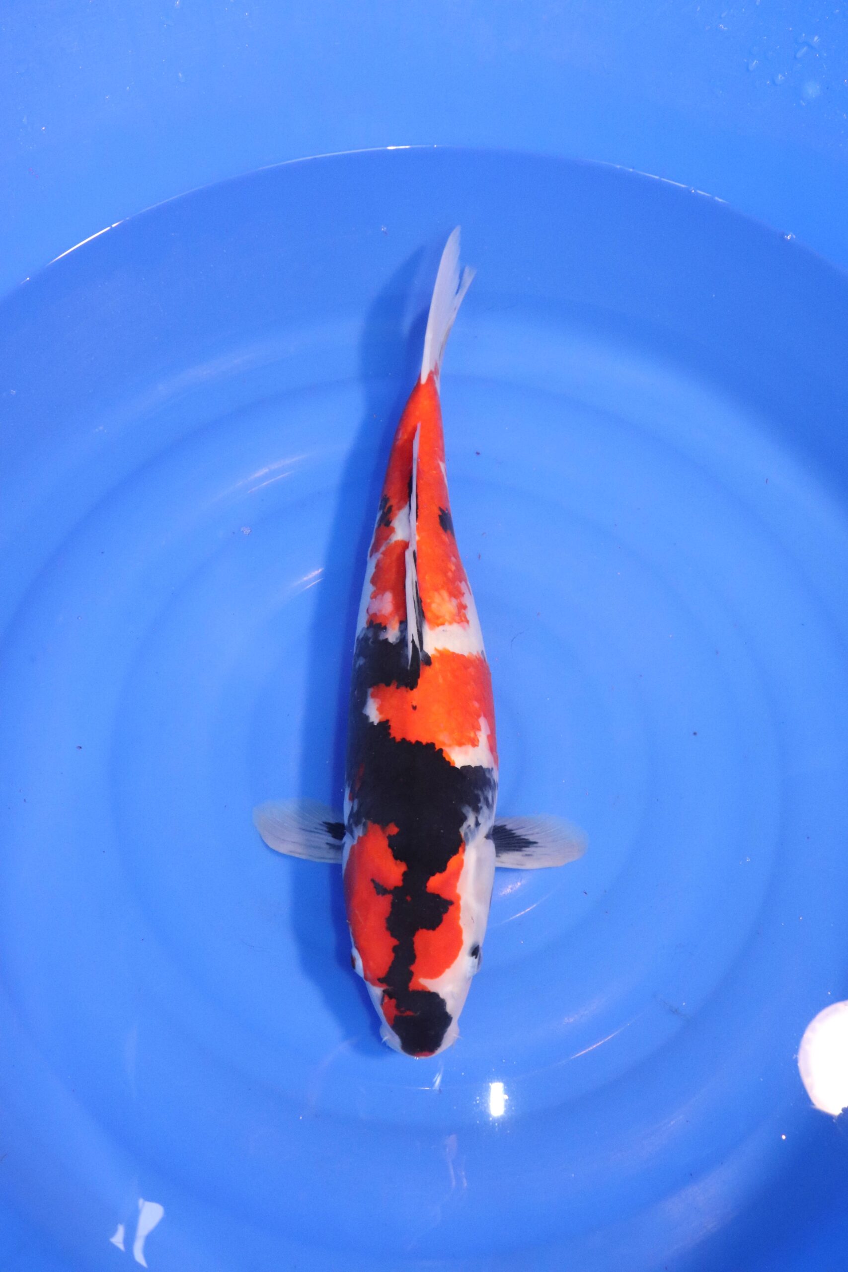carpe koi japonaise showa 4762