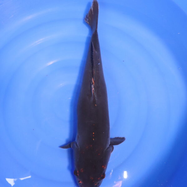 Carpe koi Karasugoi – Karasugoi 55cm (4765)