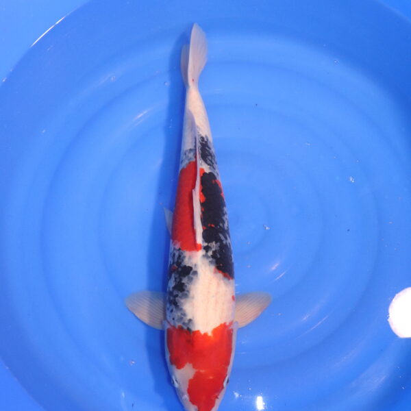 Carpe koi Showa – Showa 60cm (4768)