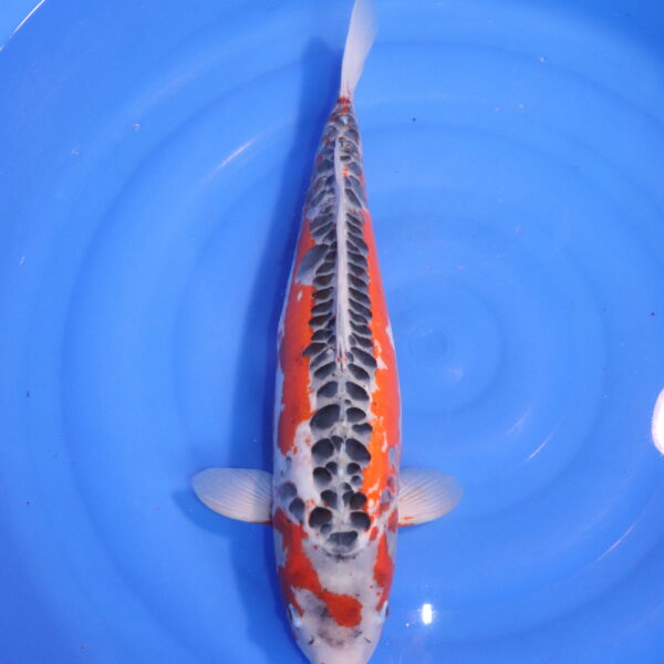 Carpe koi Shusui – Shusui 53cm (4770)