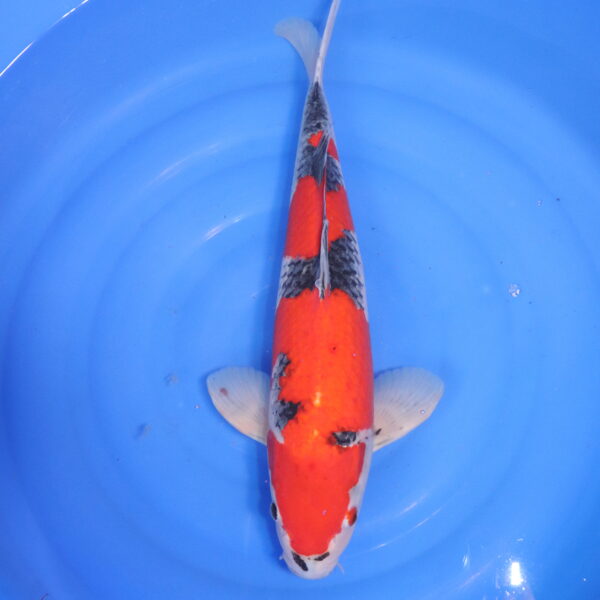 Carpe koi Goshiki – Goshiki 56cm (4773)