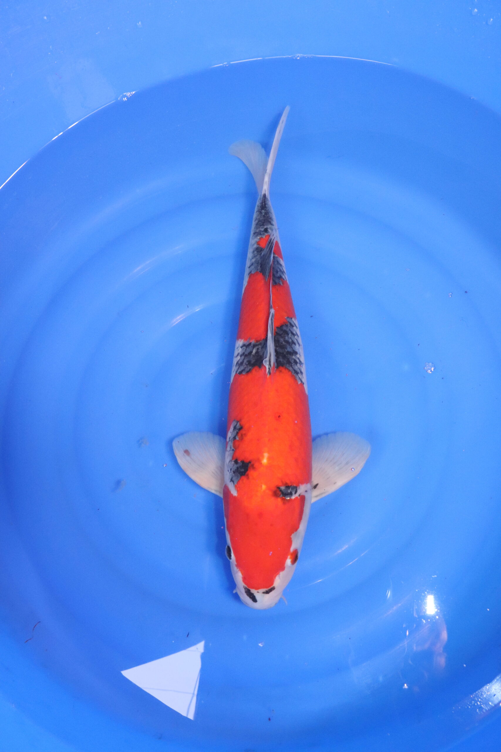 carpe koi japonaise goshiki 4773