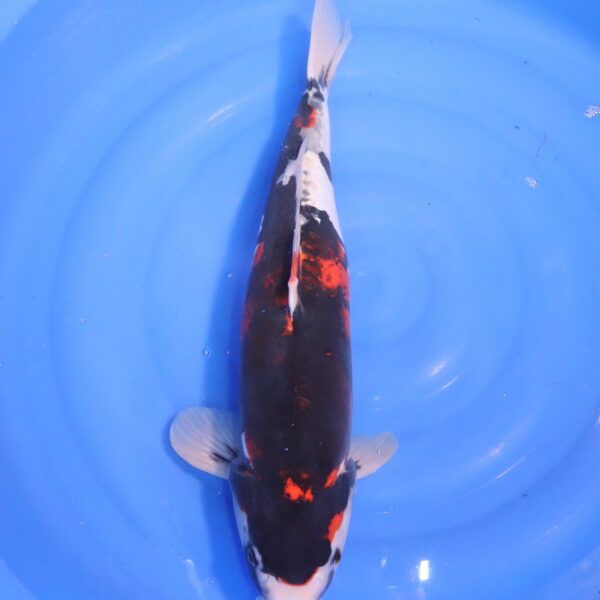 Carpe koi Showa – Showa Doitsu 56cm (4775)