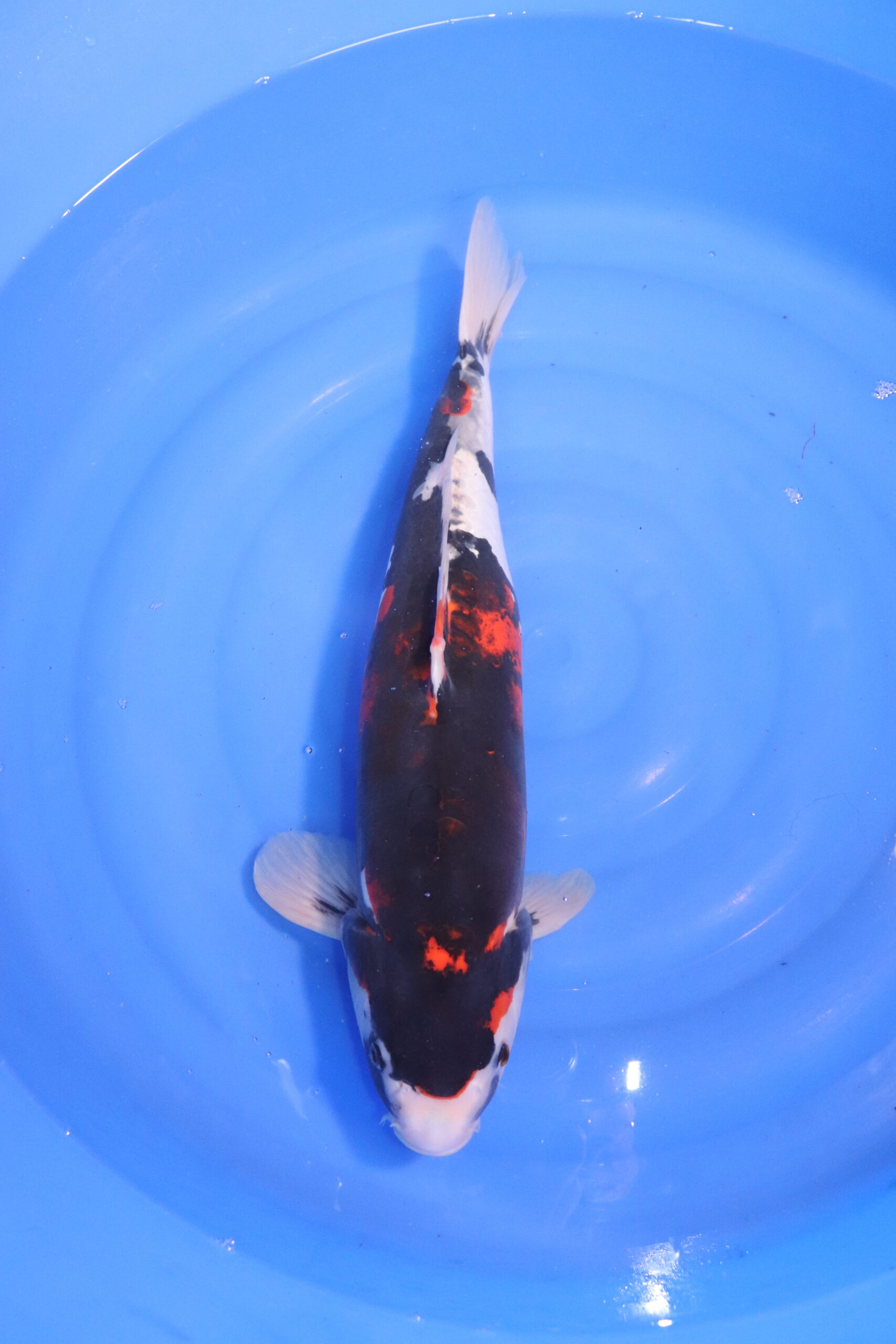 carpe Koi Japonaise 4775