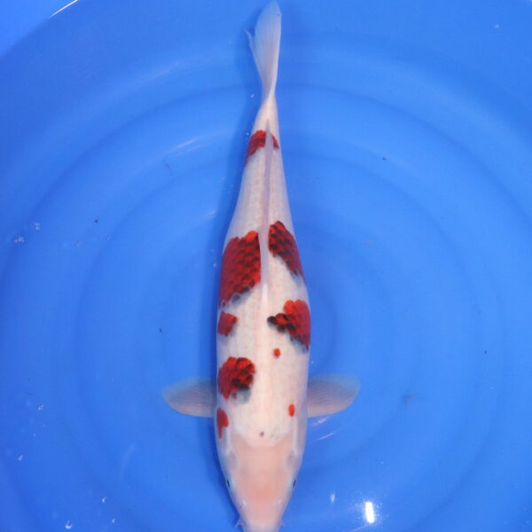 Carpe koi Goromo – Ai Goromo 52cm (4779)