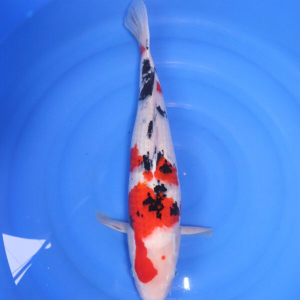 Carpe koi Sanke – Sanke 54cm (4786)