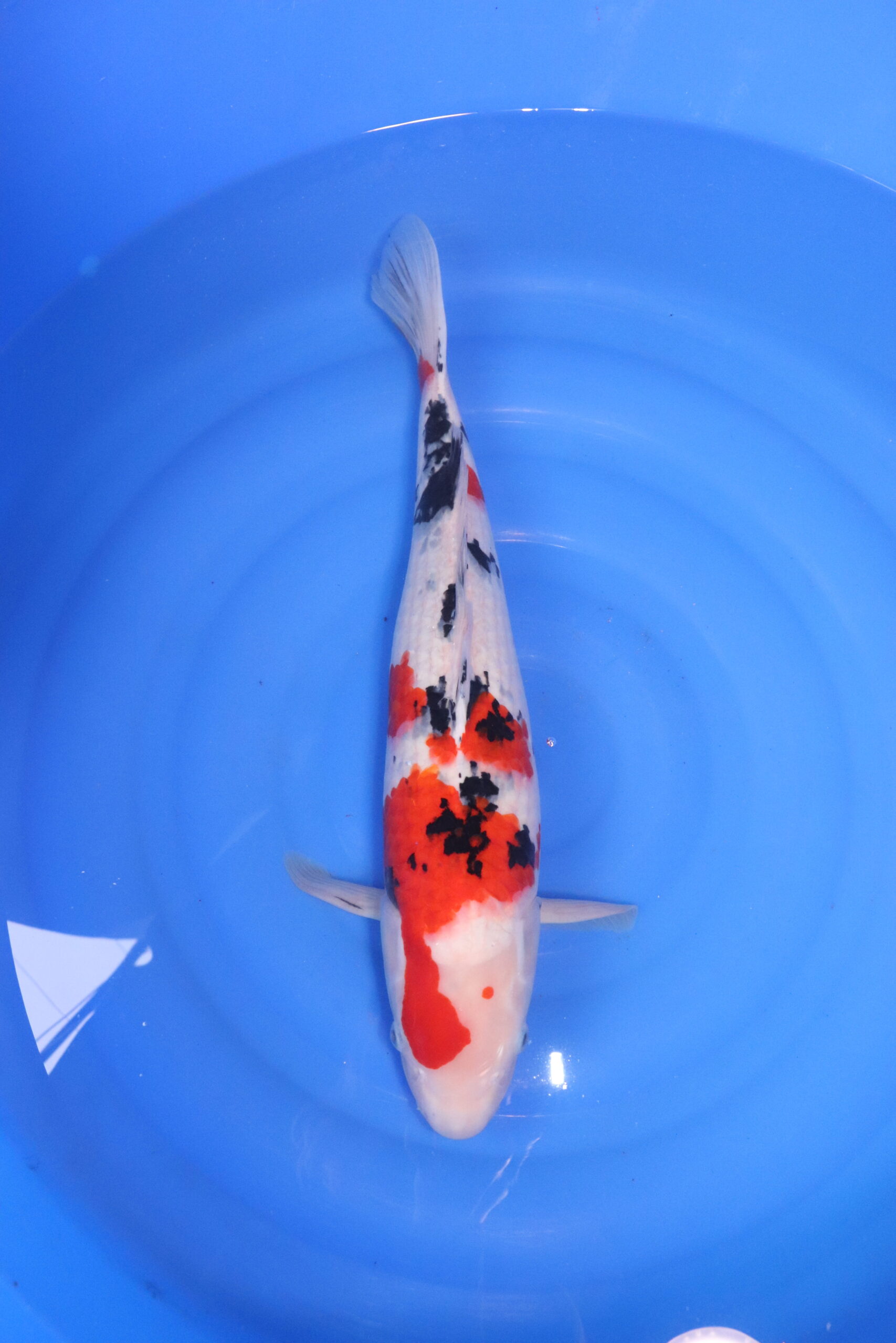 carpe koi japonaise sanke (4786)