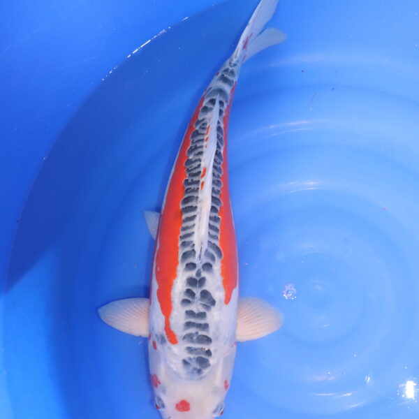 Carpe koi Shusui – Shusui 55cm (4788)
