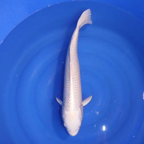 Carpe koi Platinum Ogon – Platinum Ogon 57cm (4792)