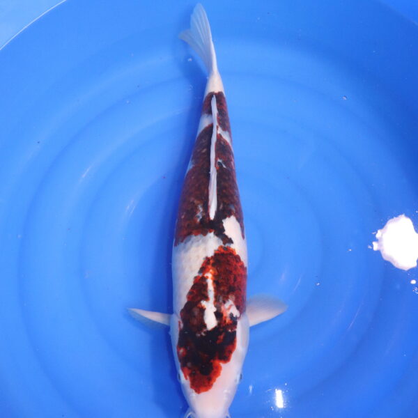 Carpe koi Goromo – Budo Goromo 57cm (4801)