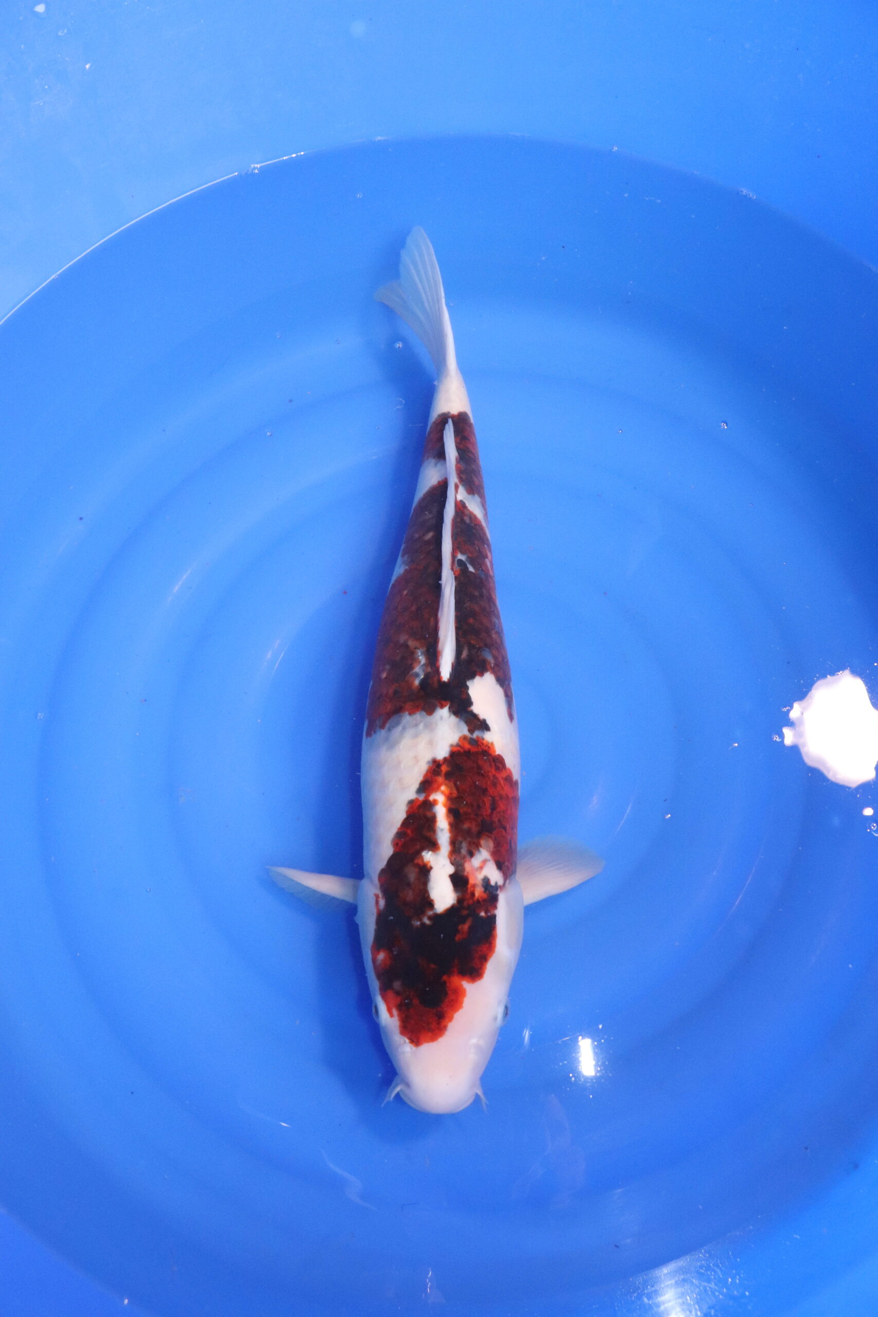 carpe koi japonaise budo goromo 4801