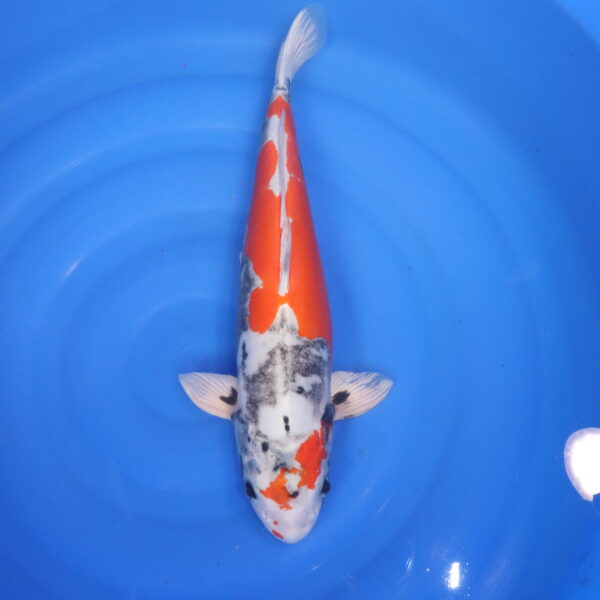 Carpe koi Beni Kikokuryu – Beni Kikokuryu 47cm (4802)