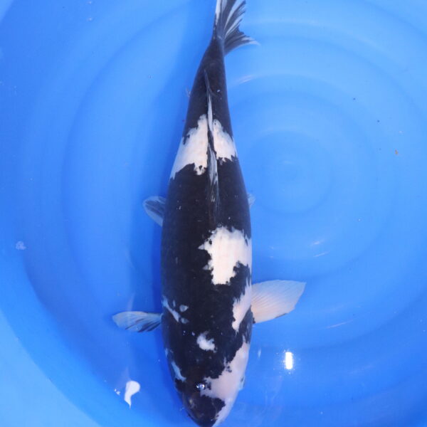Carpe koi Shiro Utsuri – Shiro Utsuri 52cm (4812)