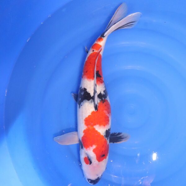 Carpe koi Showa – Showa 55cm (4817)