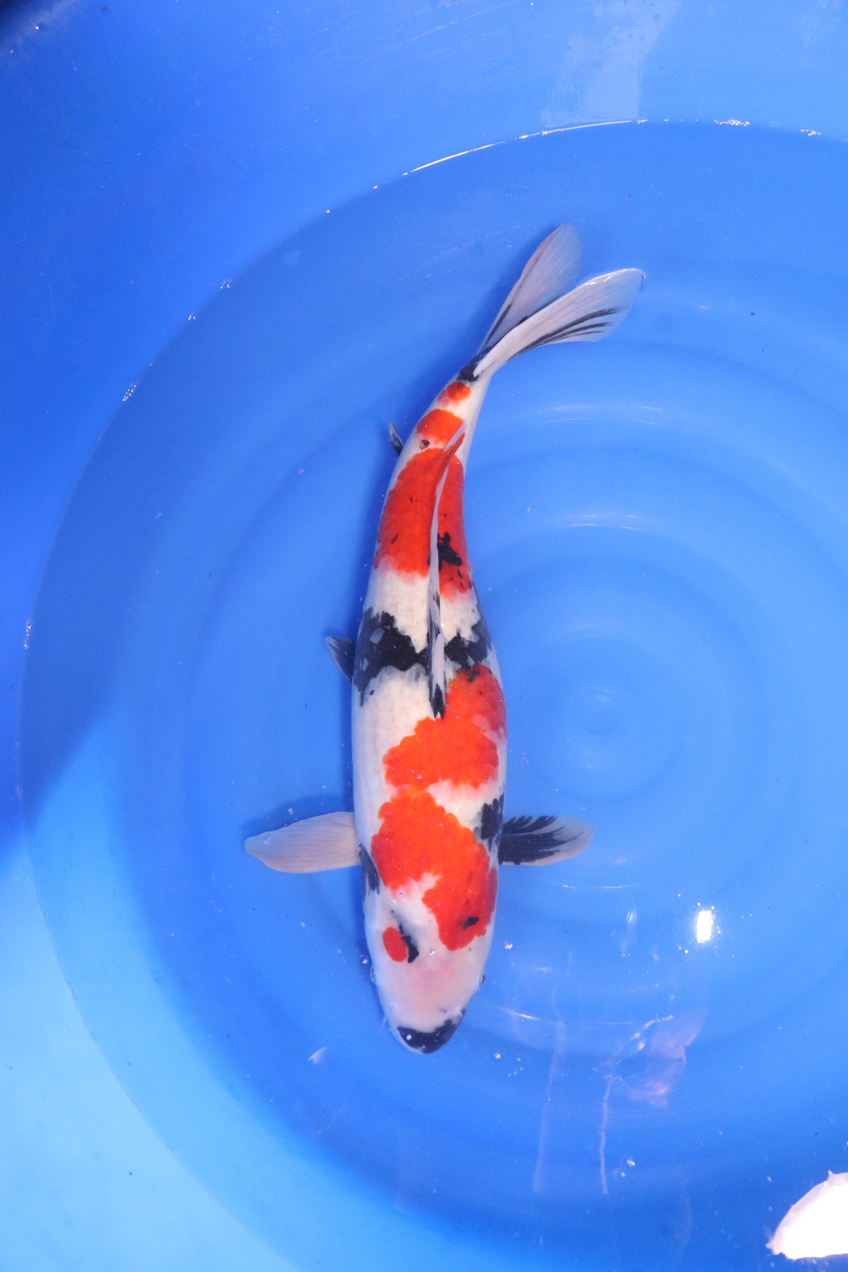 carpe koi japonaise showa 4817