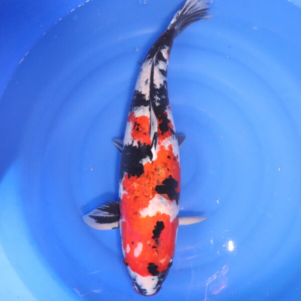 Carpe koi Showa – Showa 64cm (4825)