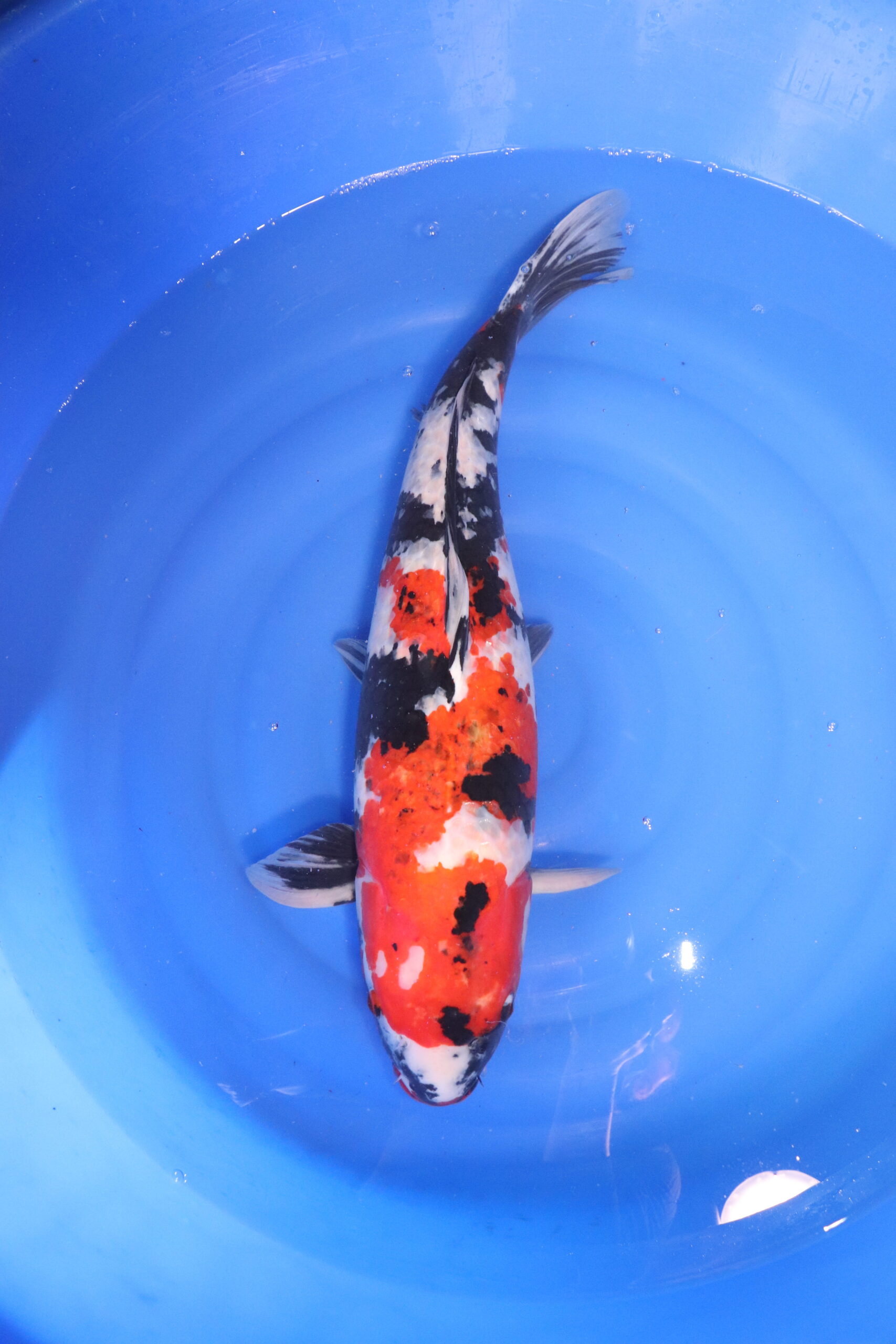 carpe koi japonaise showa 4825