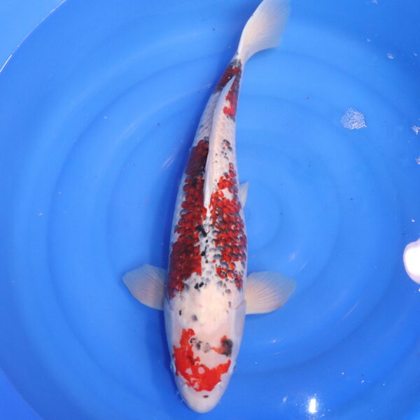 Carpe koi Goromo – Ai Goromo 62cm (4829)