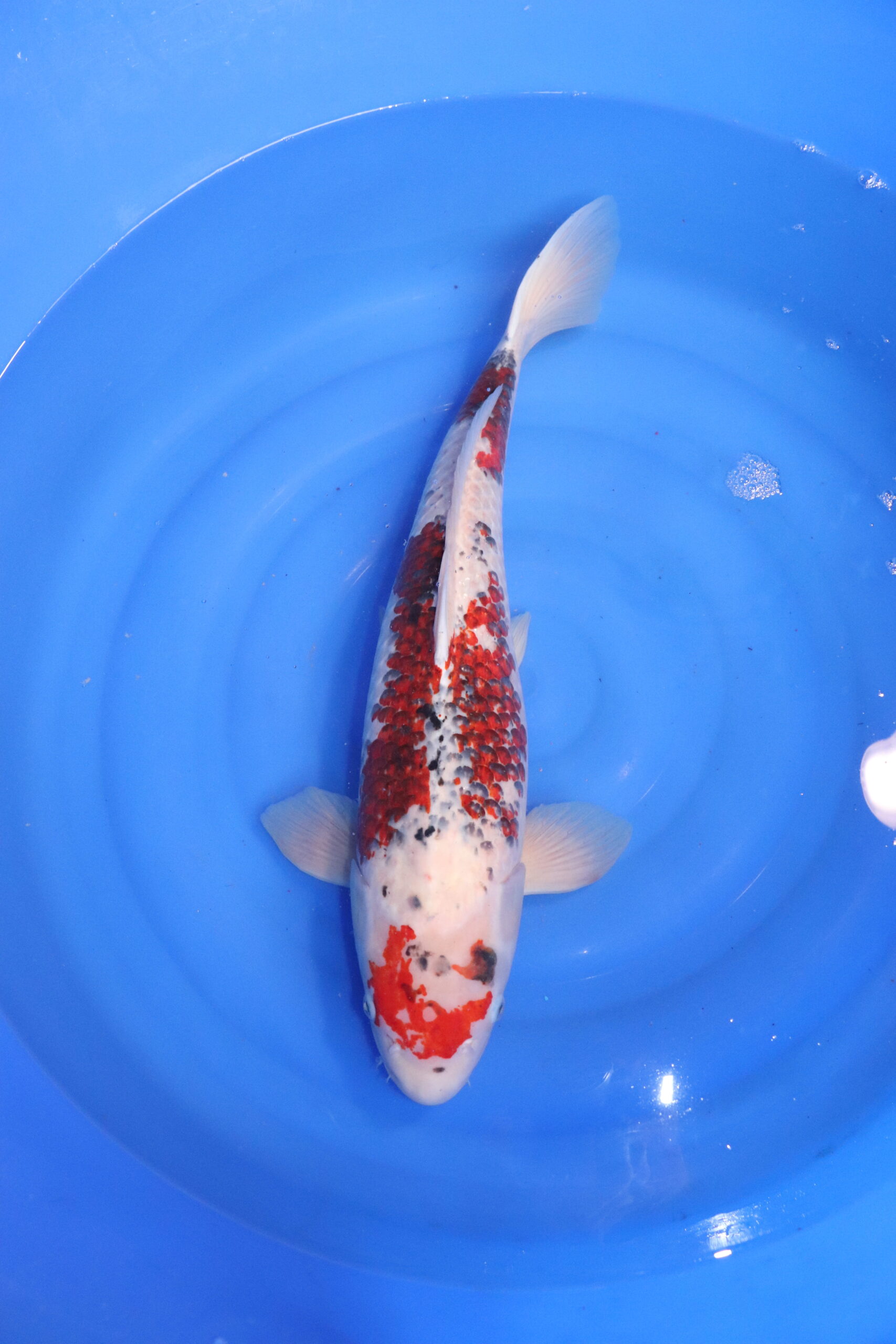 carpe koi japonaise ai Goromo 4829