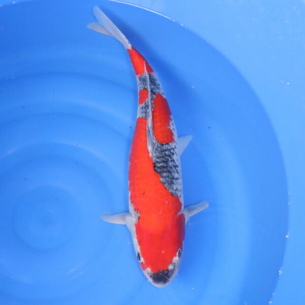 Carpe koi Goshiki – Goshiki 52cm (4843)