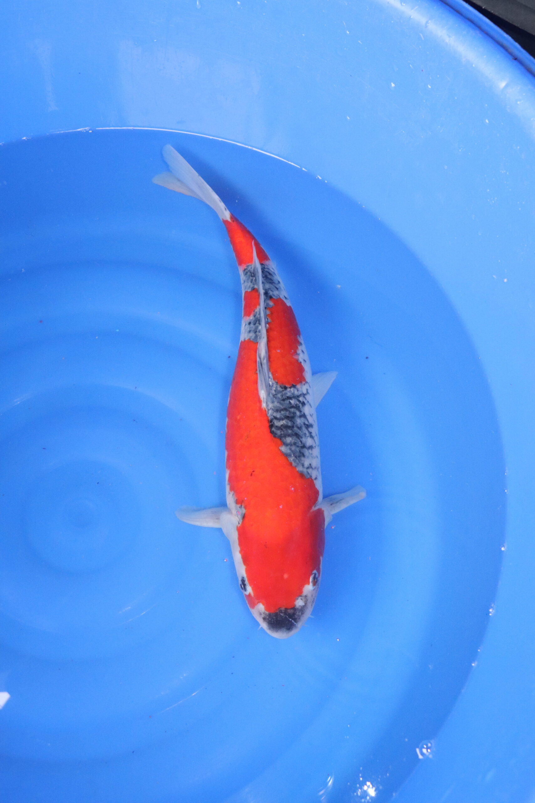 carpe koi japonaise Goshiki 4843