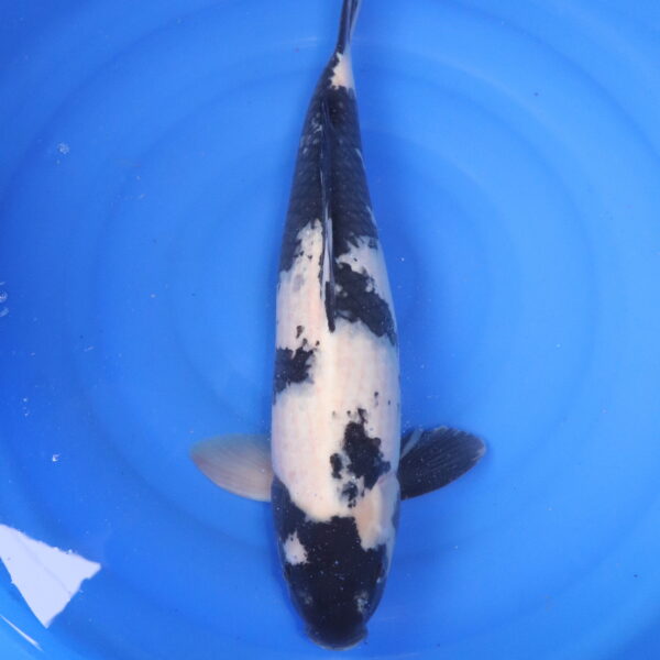 Carpe koi Shiro Utsuri – Shiro Utsuri 57cm (4844)
