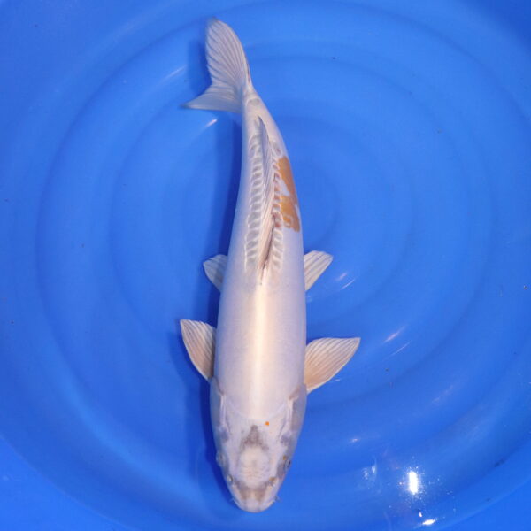 Carpe koi Hariwake – Hariwake Doitsu 53cm (4846)