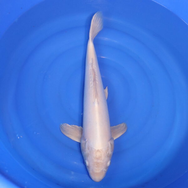 Carpe koi Platinum Ogon – Platinum Ogon Doitsu 60cm (4848)