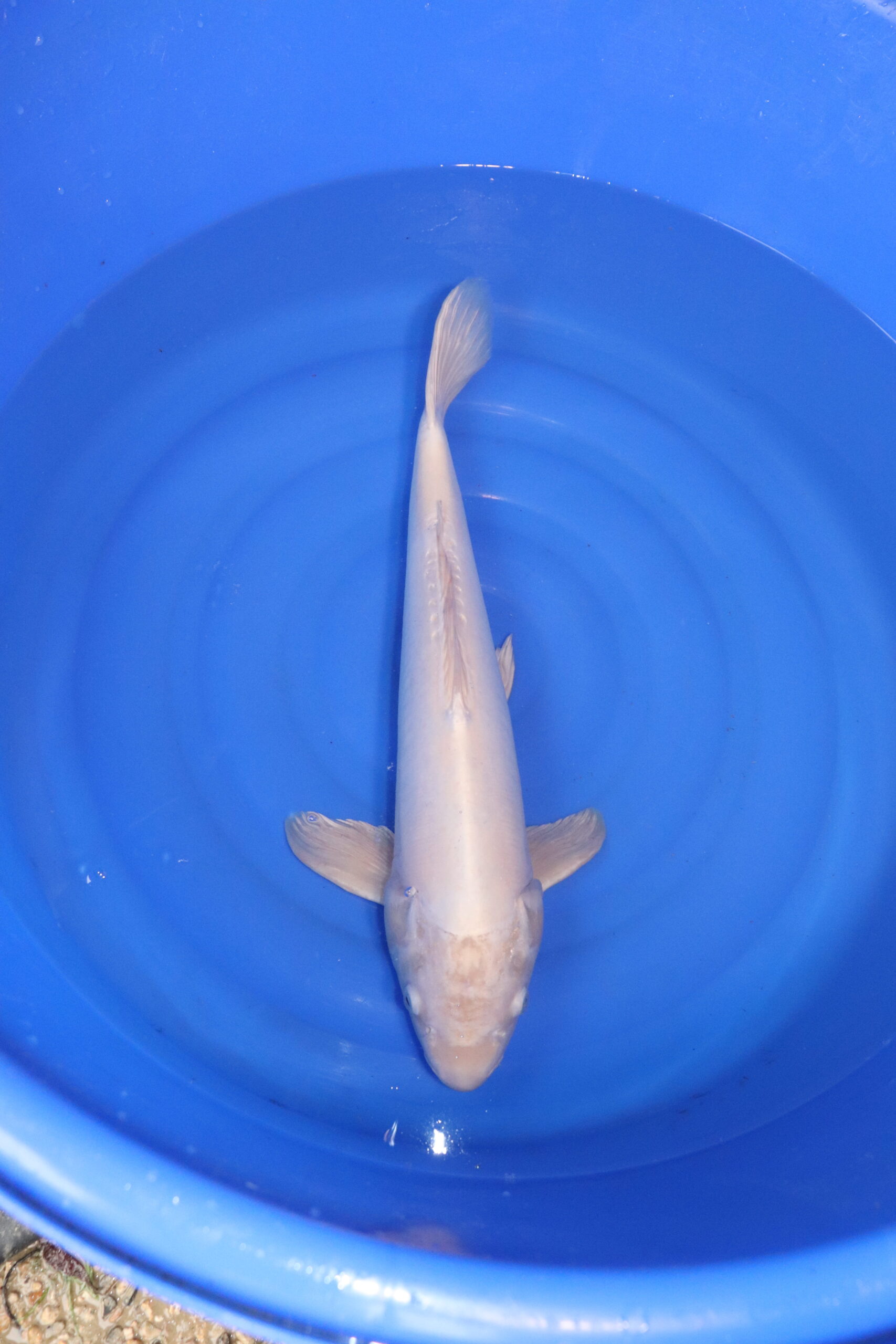 carpe koi japonaise platinum ogon doitsu 4848
