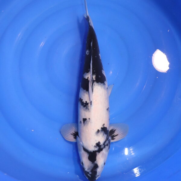 Carpe koi Shiro Utsuri – Shiro Utsuri 51cm (4852)