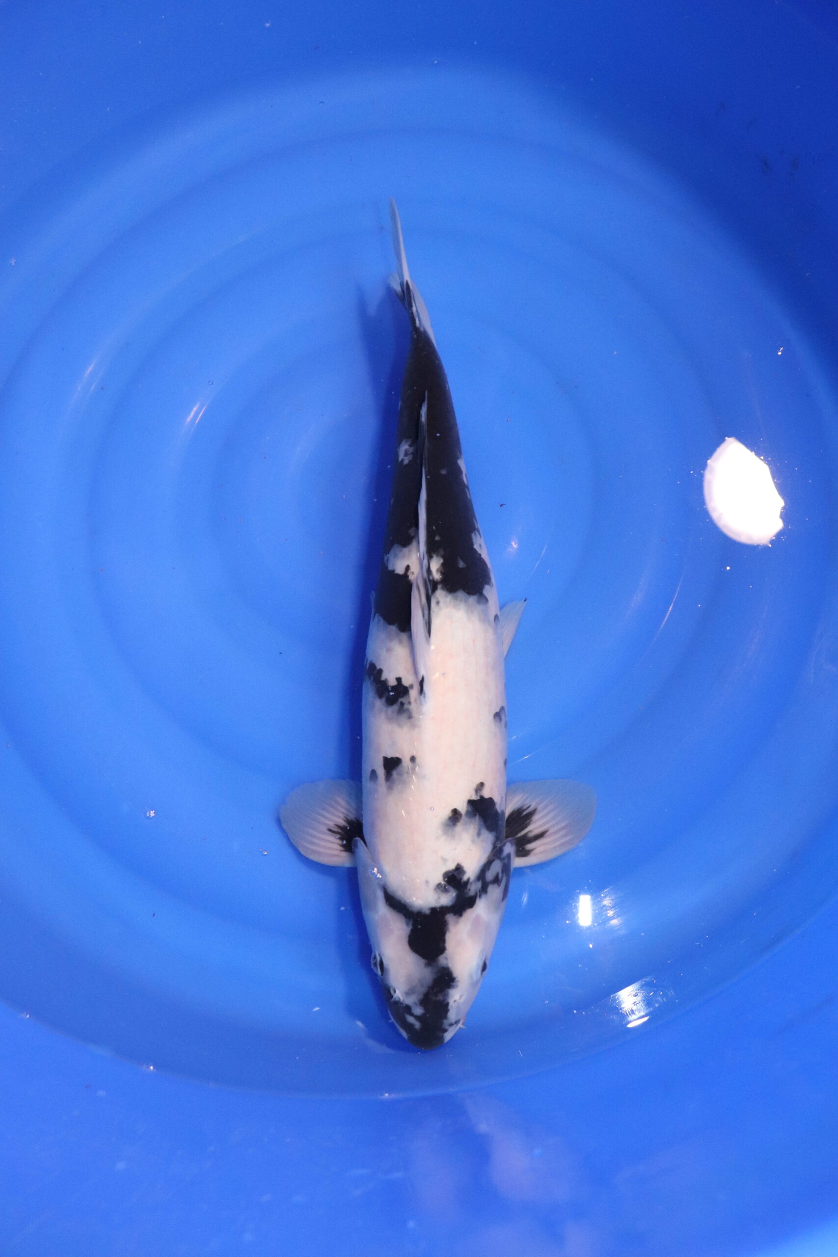 carpe koi japonaise shiro utsuri (4852)