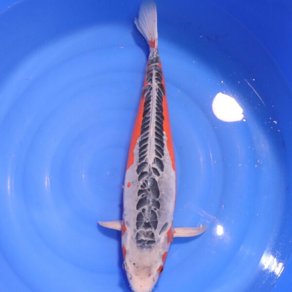 Carpe koi Shusui – Shusui 57cm (4866)