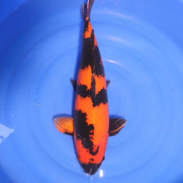 Carpe koi Hi Utsuri – Hi Utsuri 54cm (4875)