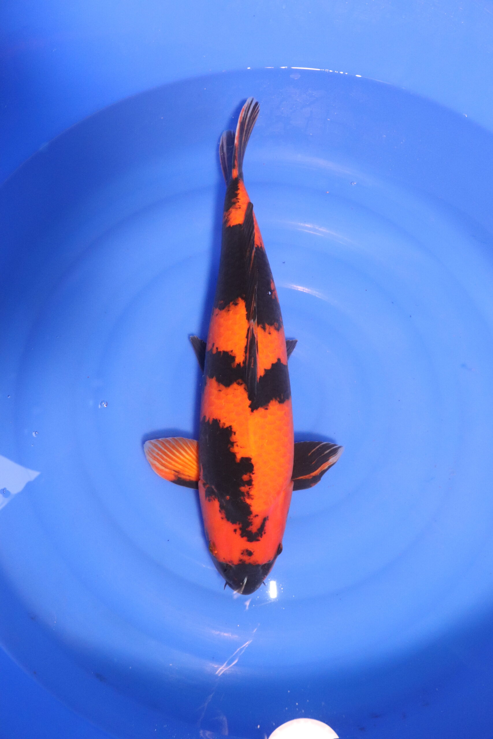 carpe koi japonaise hi utsuri 4875