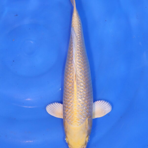 Carpe koi Yamabuki Ogon – Yamabuki Ogon 23cm (4876)