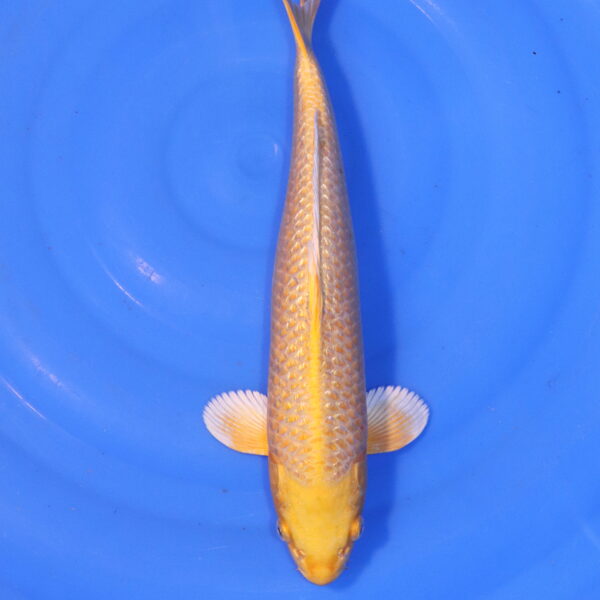 Carpe koi Yamabuki Ogon – Yamabuki Ogon Ginrin 36cm (4888)
