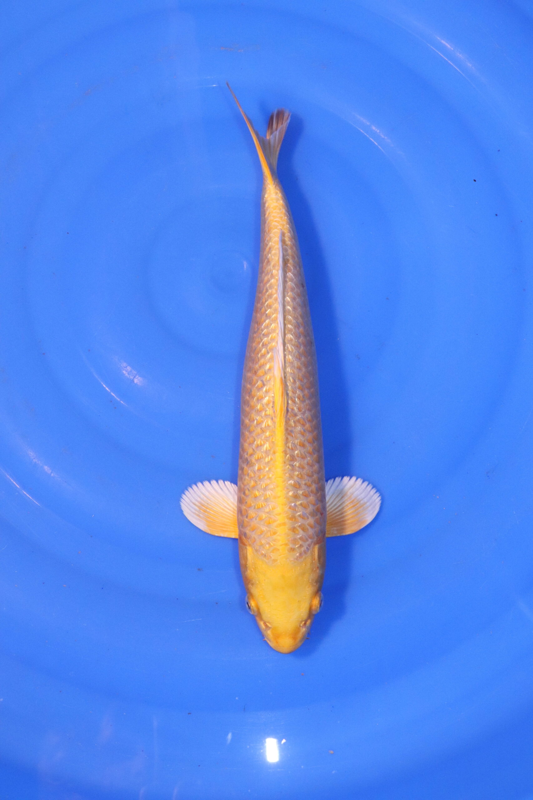 carpe koi japonaise yamabuki Ogon 4888