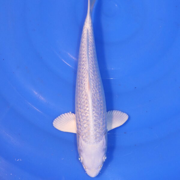 Carpe koi Platinum Ogon – Platinum Ogon Ginrin 28cm (4889)