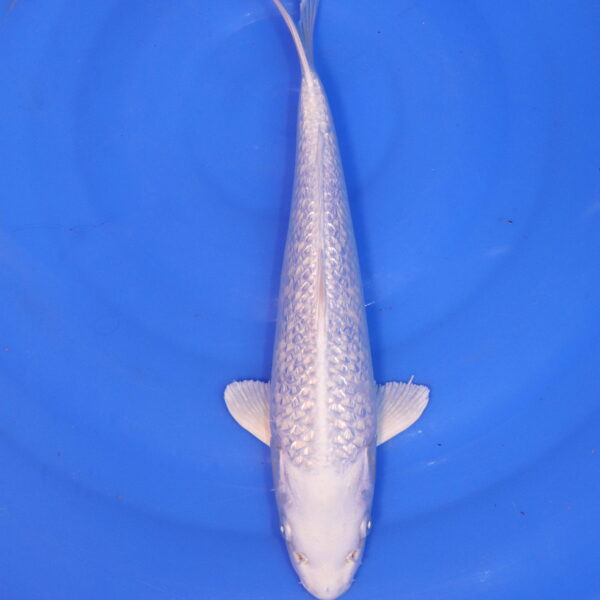 Carpe koi Platinum Ogon – Platinum Ogon Ginrin 32cm (4890)