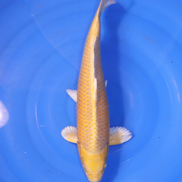 Carpe koi Yamabuki Ogon – Yamabuki Ogon 36cm (4892)