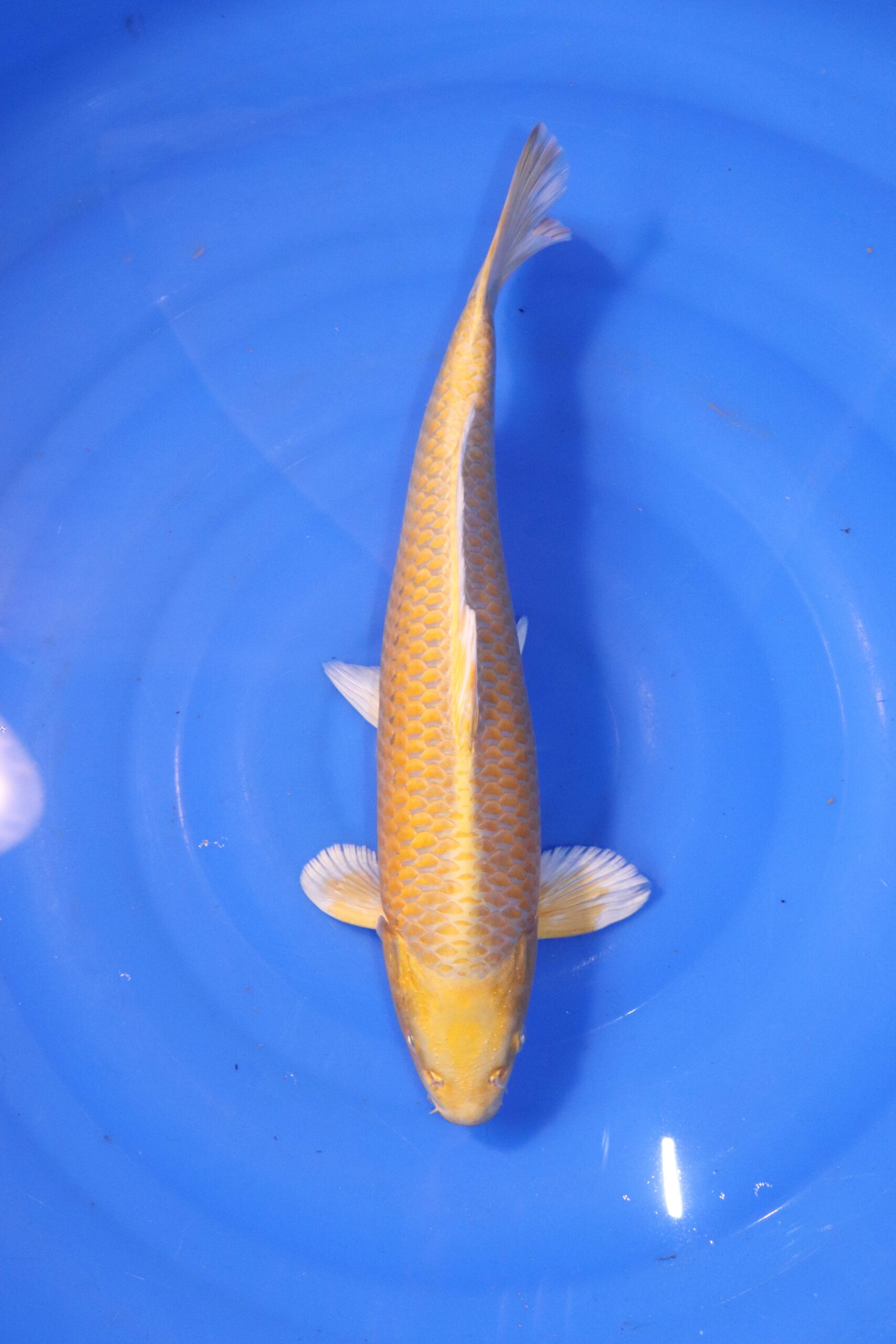 carpe koi japonaise yamabuki ogon 4892