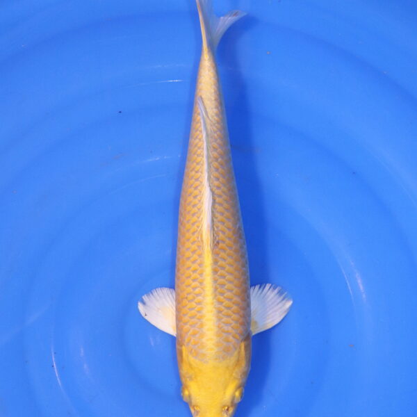 Carpe koi Yamabuki Ogon – Yamabuki Ogon 37cm (4894)
