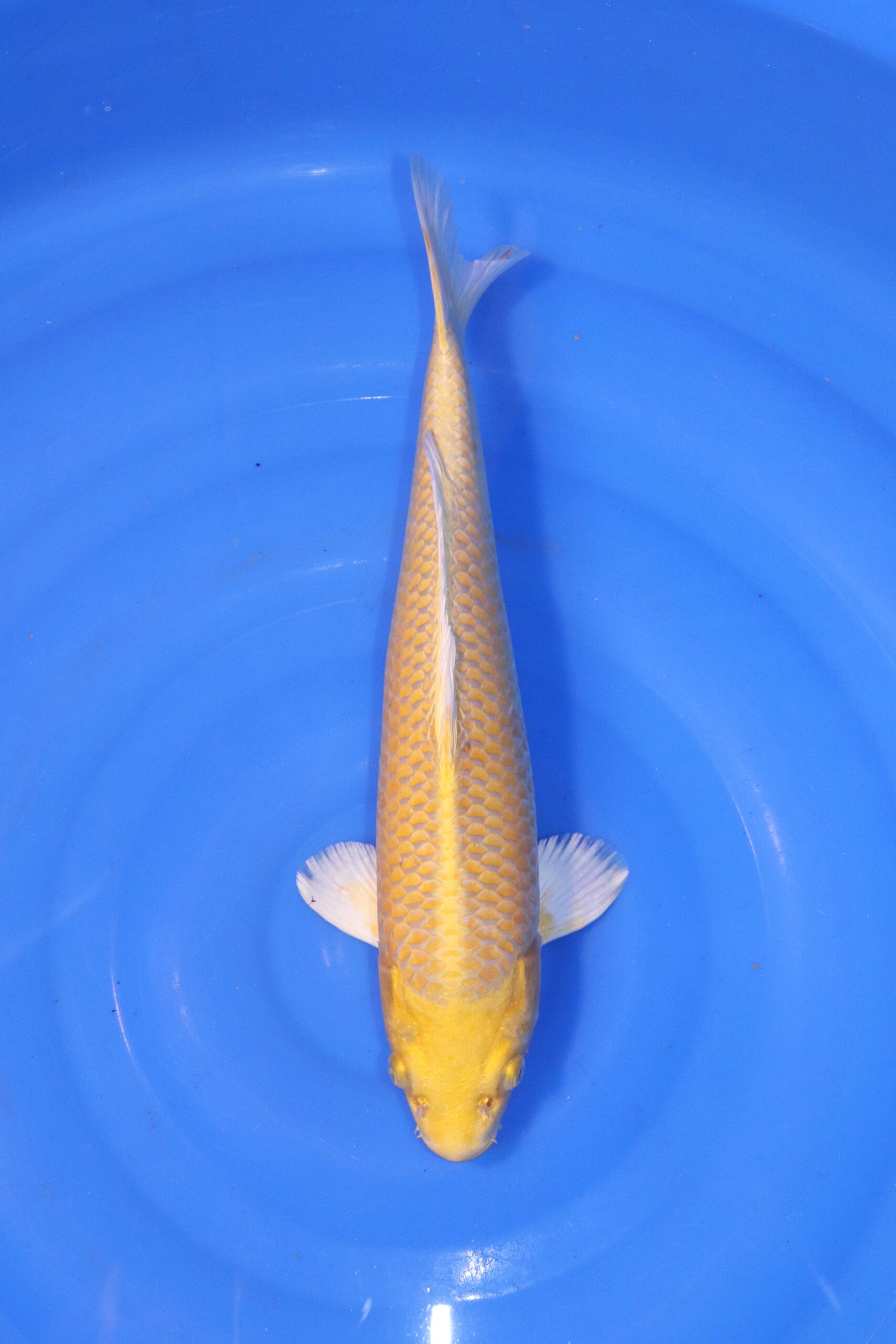 carpe koi japonaise yamabuki ogon 4894