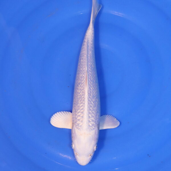 Carpe koi Platinum Ogon – Platinum Ogon 35cm (4903)